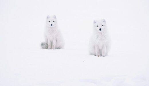 乳酸菌とビフィズス菌、何が違う？