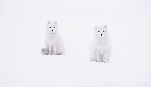 乳酸菌とビフィズス菌、何が違う？